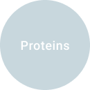 Regain-protein