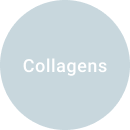 regain-collagens regain-collagens